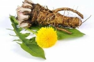 корінь кульбаби
